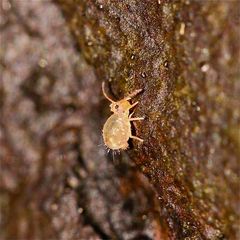 Ein 1mm "großer", junger Kugelspringer (Collembola): Dicyrtomina ornata auf altem Holz