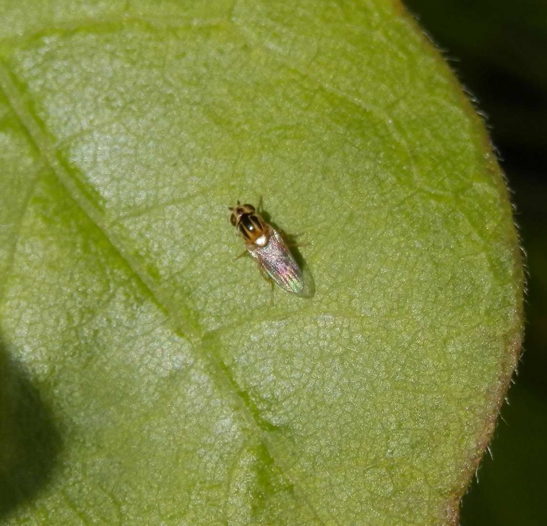 Ein 2 mm großer Winzling - Ist das die Gemeine Halmfliege ?