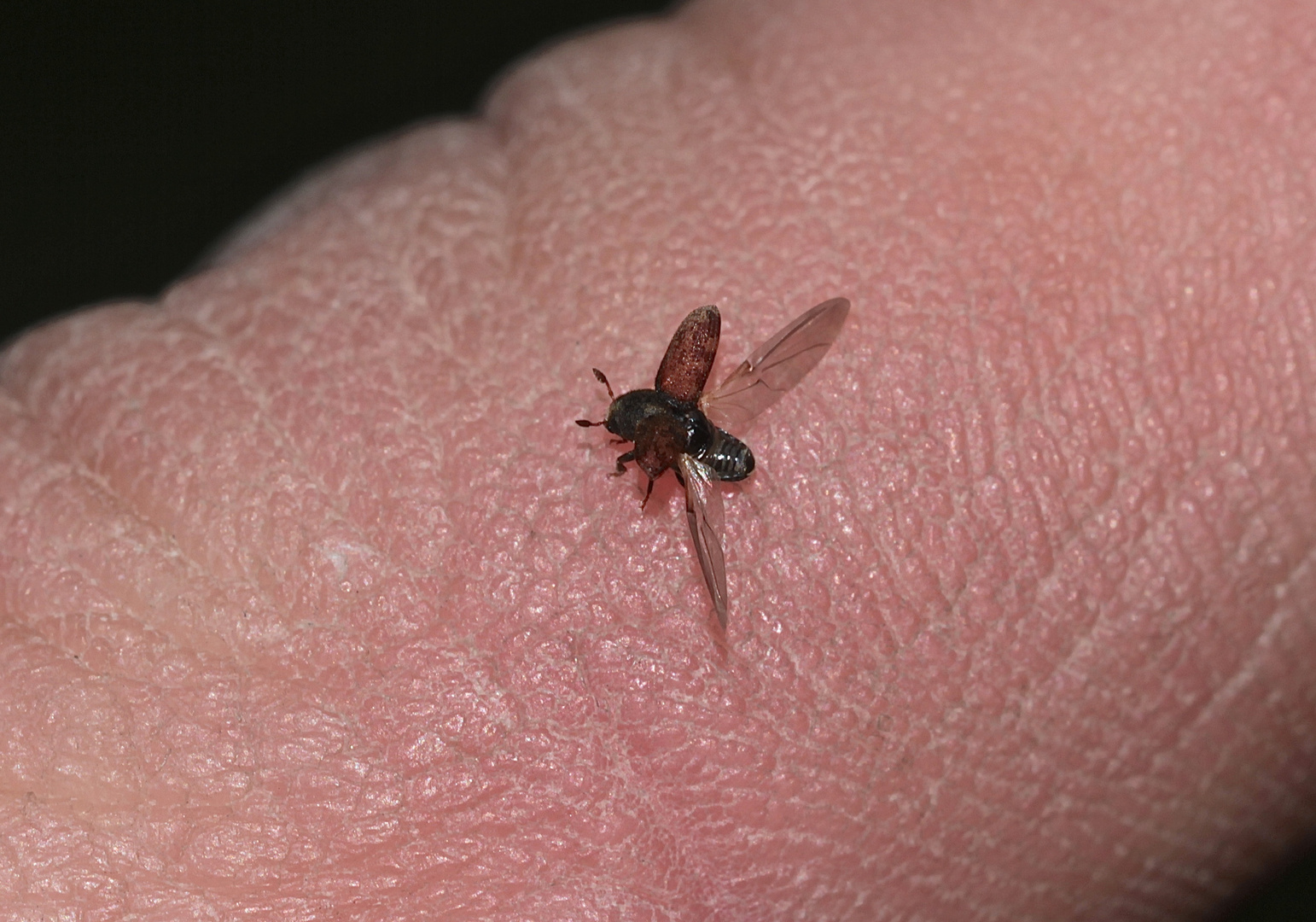 Ein 2,5 mm langes Käferchen - was mag es für eins sein?