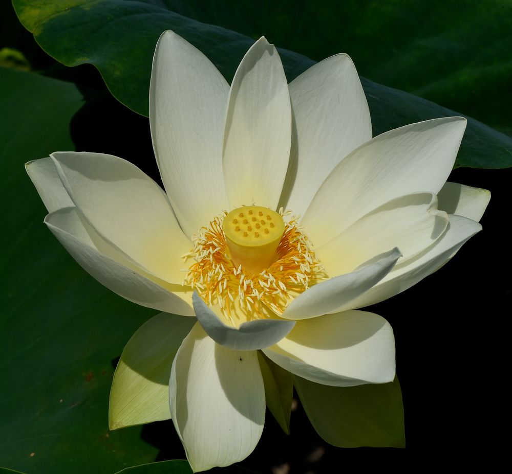 Ein 25cm Lotus