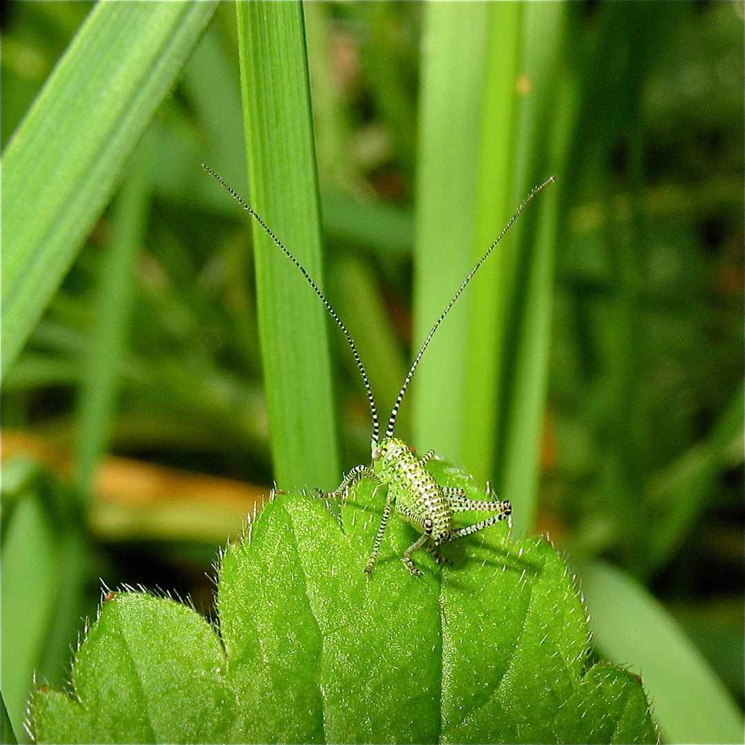 Ein 3 mm "großer" Heuschreckenzwerg im Garten in Düsseldorf, 10.5.2012