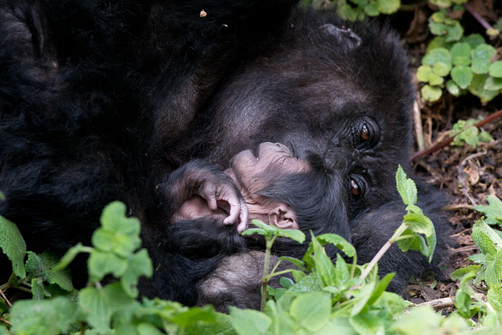 Ein 4-Tage altes Gorilla-Baby war auch noch da