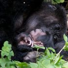 Ein 4-Tage altes Gorilla-Baby war auch noch da