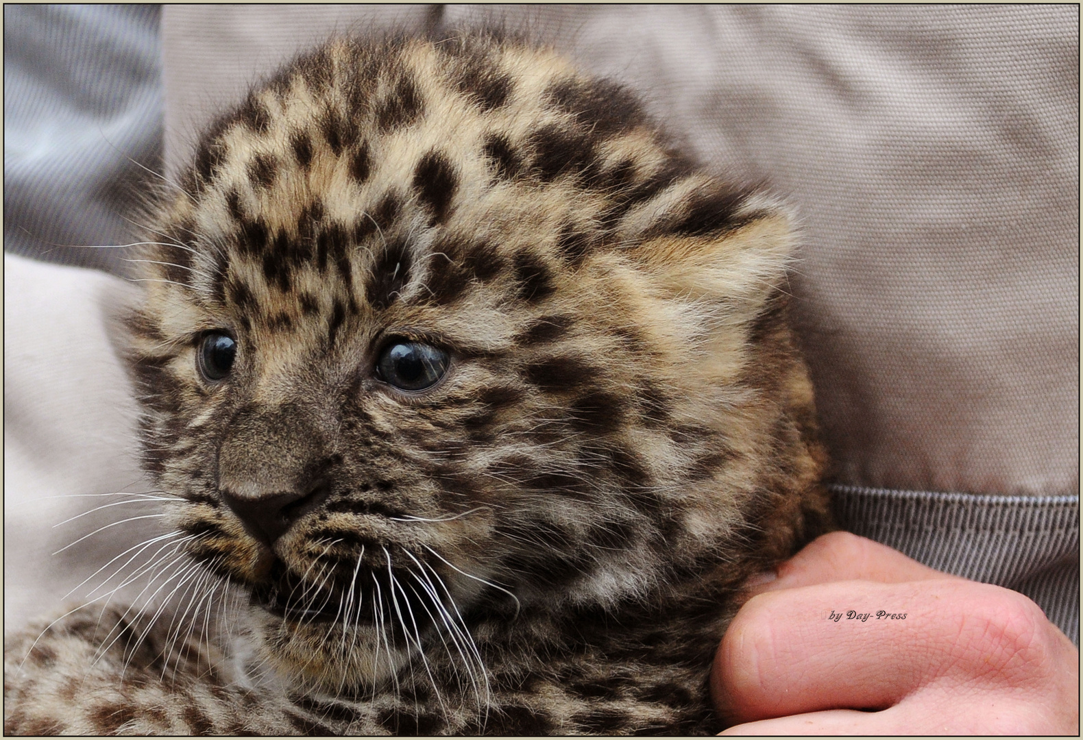 Ein 4 Wochen altes Amur Leopardenbaby.....