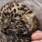 Ein 4 Wochen altes Amur Leopardenbaby.....