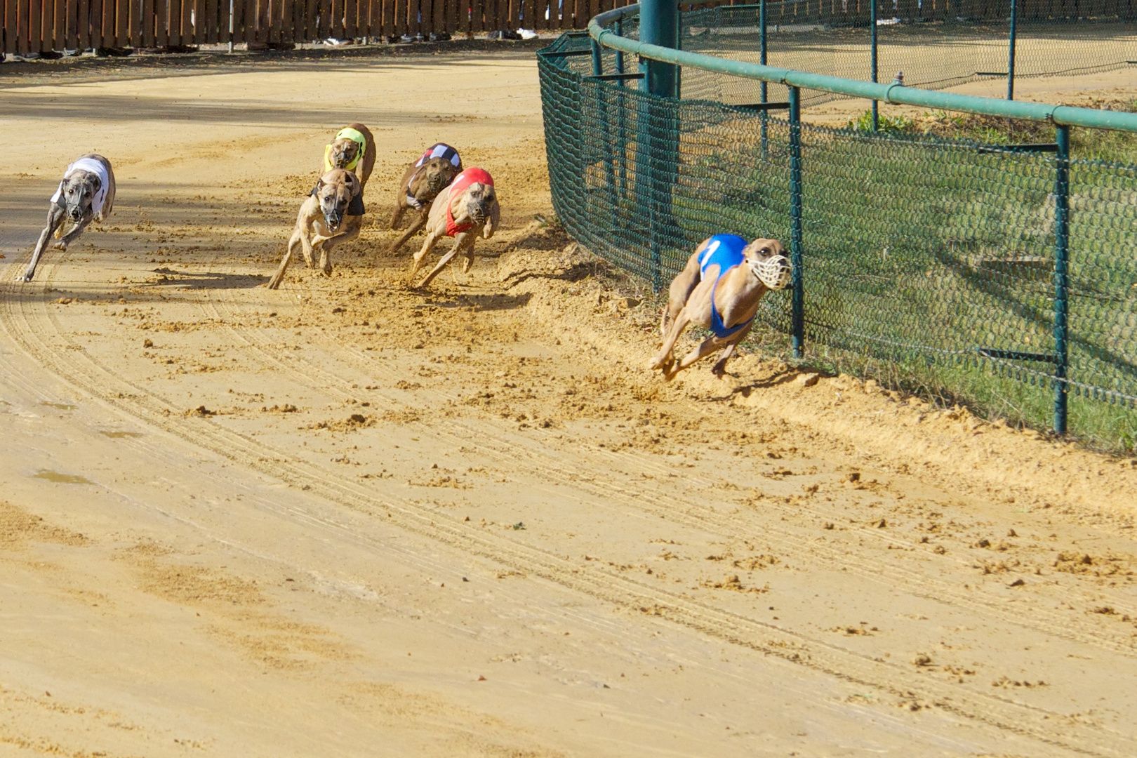 Ein 6-er Feld Whippets