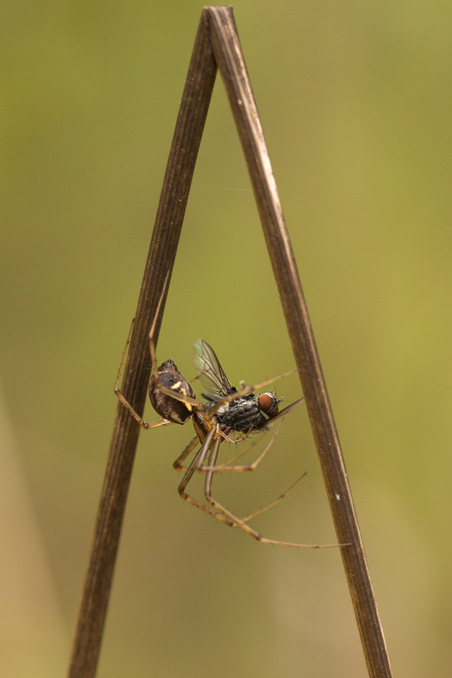 ein »A«, wie Arachnophobie