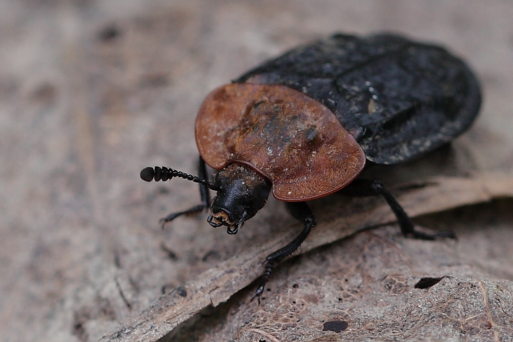 Ein Aas- und Dungkäfer , Biosphärengebiet schw. Alb., Dettingen an der Erms