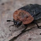 Ein Aas- und Dungkäfer , Biosphärengebiet schw. Alb., Dettingen an der Erms