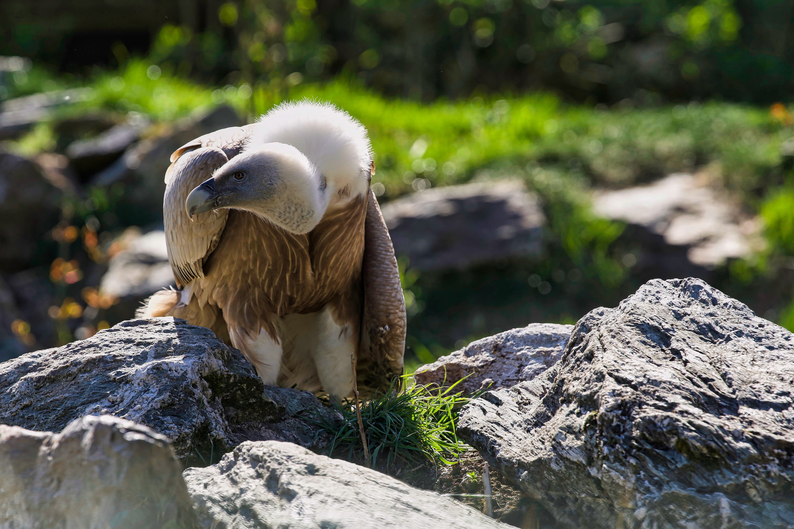 Ein Aasgeier zu Besuch im Zoo