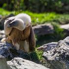 Ein Aasgeier zu Besuch im Zoo