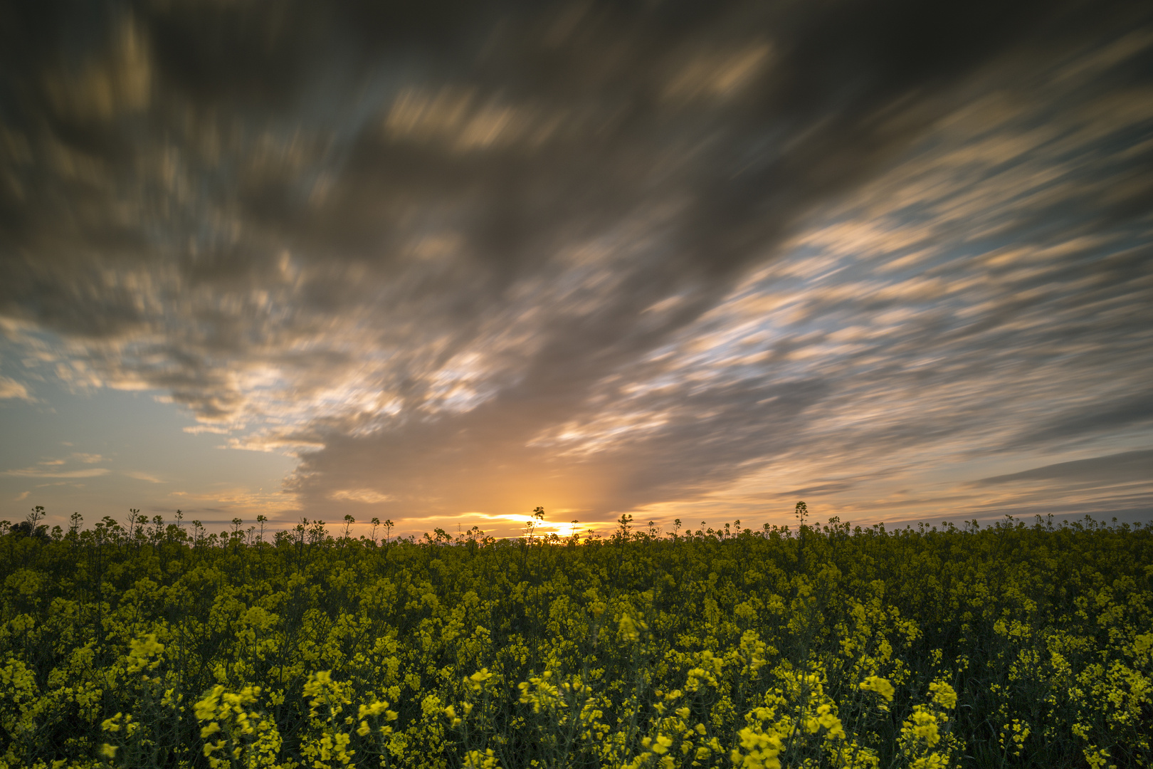 ein Abend am Rapsfeld