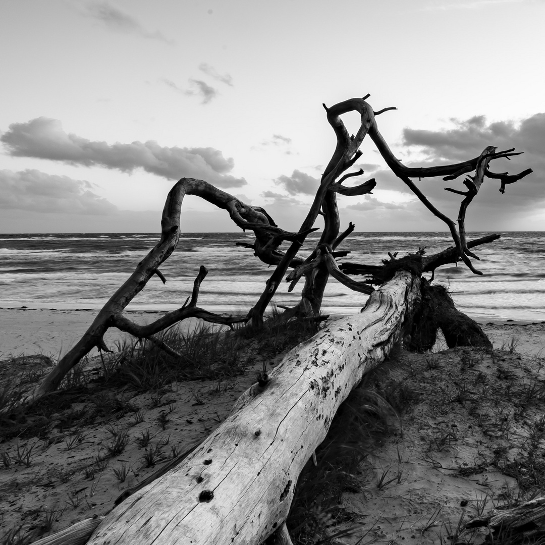 Ein Abend am Weststrand 1 im Quadrat