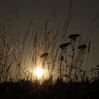 Ein Abend auf der Wiese