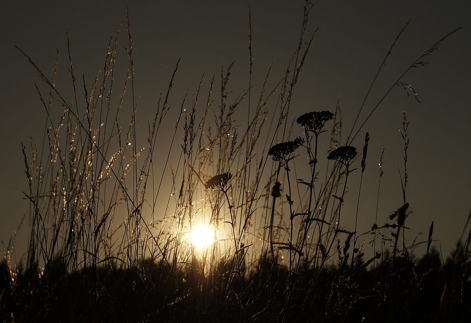 Ein Abend auf der Wiese