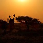 Ein Abend im Etosha