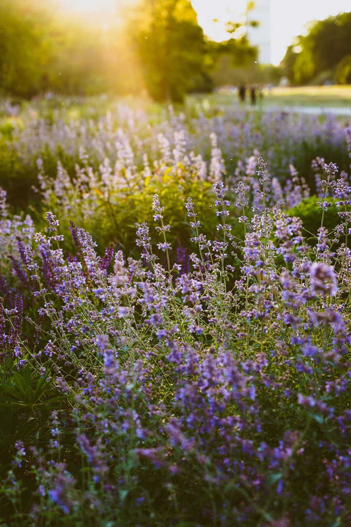 Ein Abend im Treptower Park