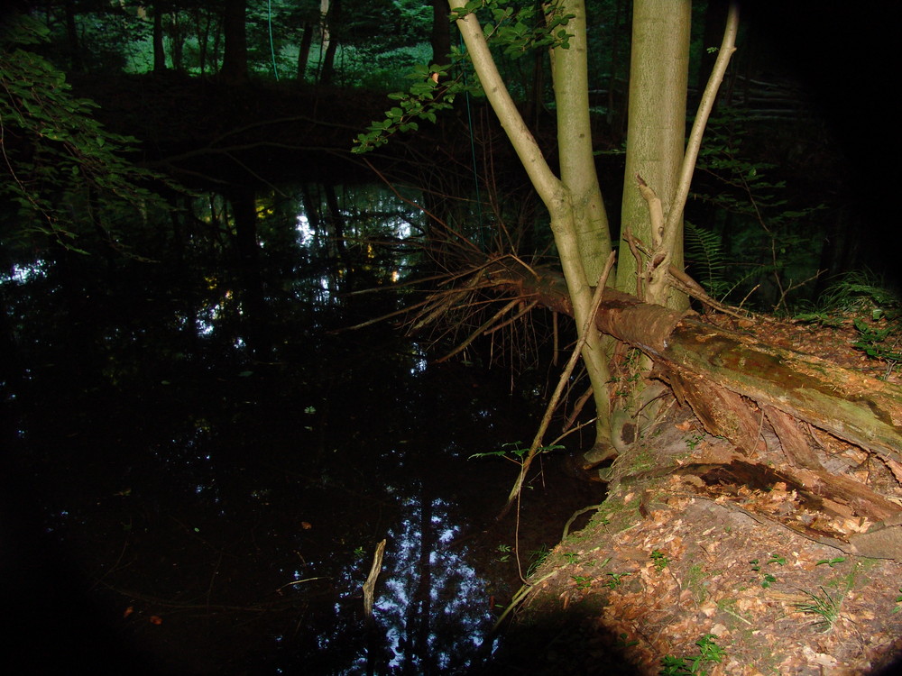 Ein Abend im Wald