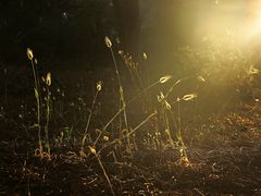 Ein Abend im Wald   /   Di sera nel bosco   (2)