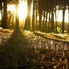 Ein Abend im Wald   /   Di sera nel bosco   (3)