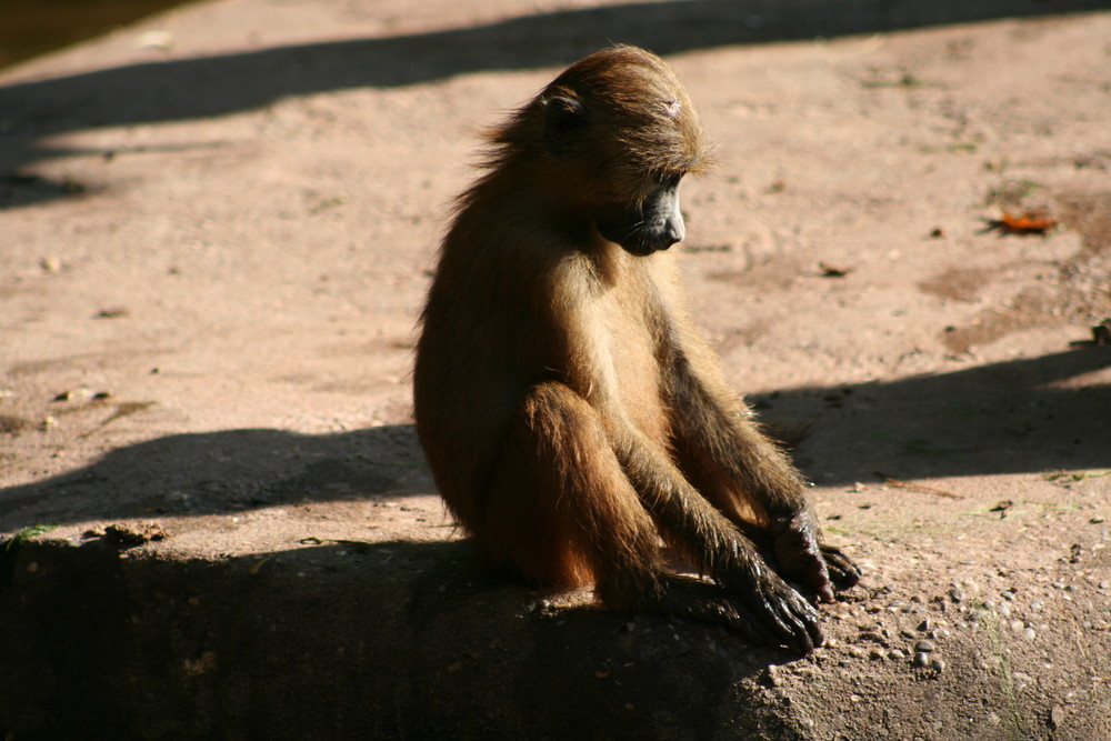 Ein Abend im Zoo