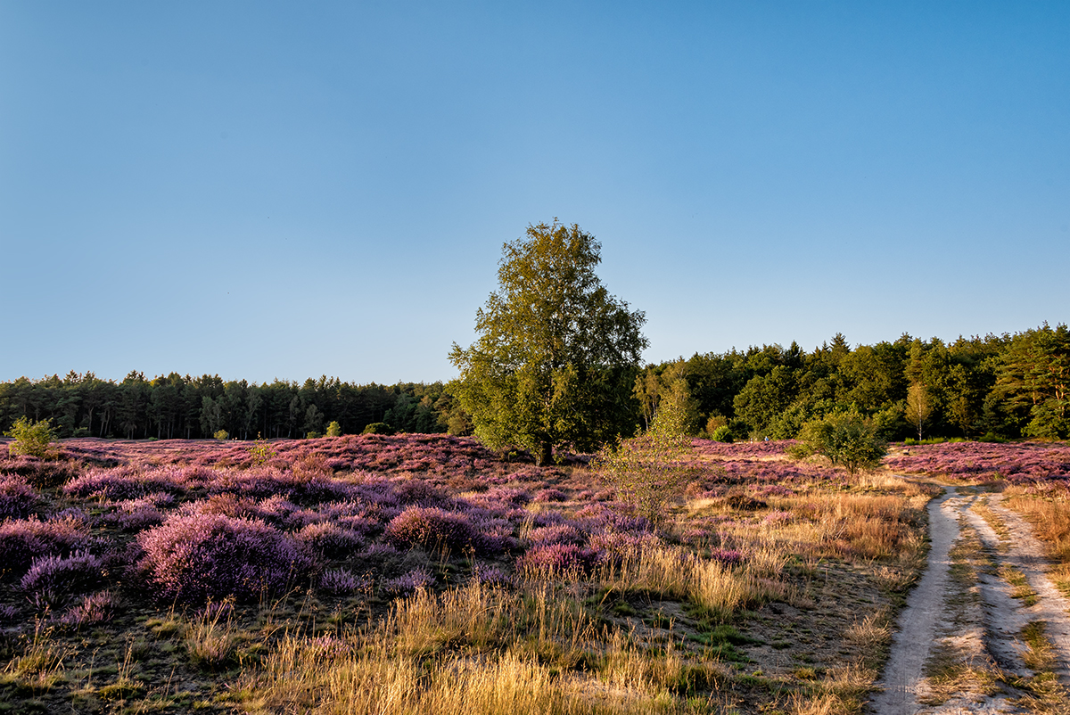 Ein Abend in der Heide - Teil 2