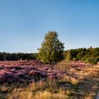 Ein Abend in der Heide - Teil 2