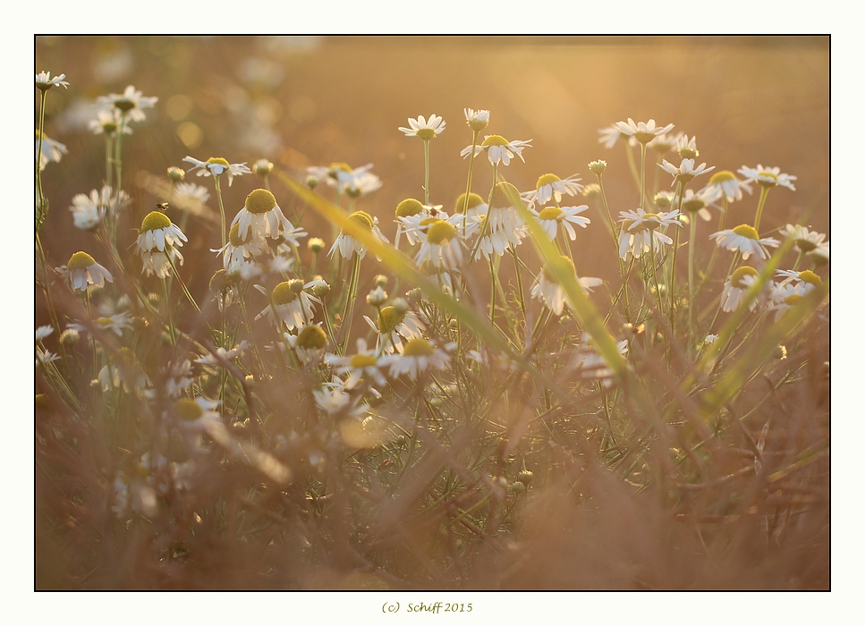 Ein Abend mit Kamille