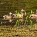 Ein Abend 'Spaziergang'