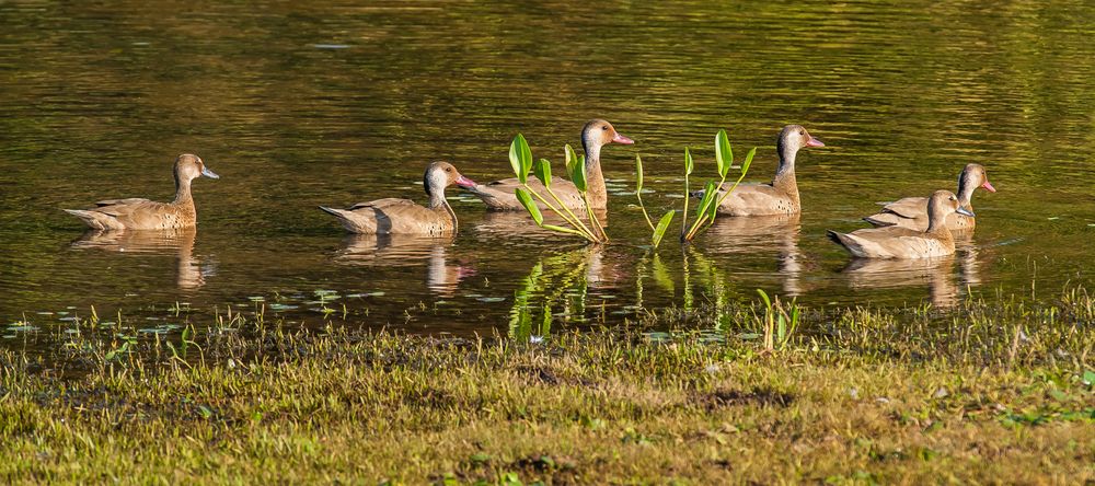 Ein Abend 'Spaziergang'