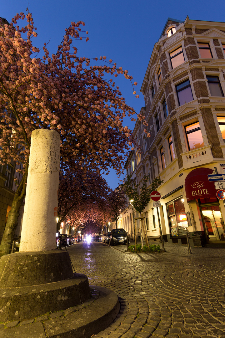 Ein Abend unter Kirschlüten