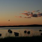 Ein Abend zum Träumen in Schweden