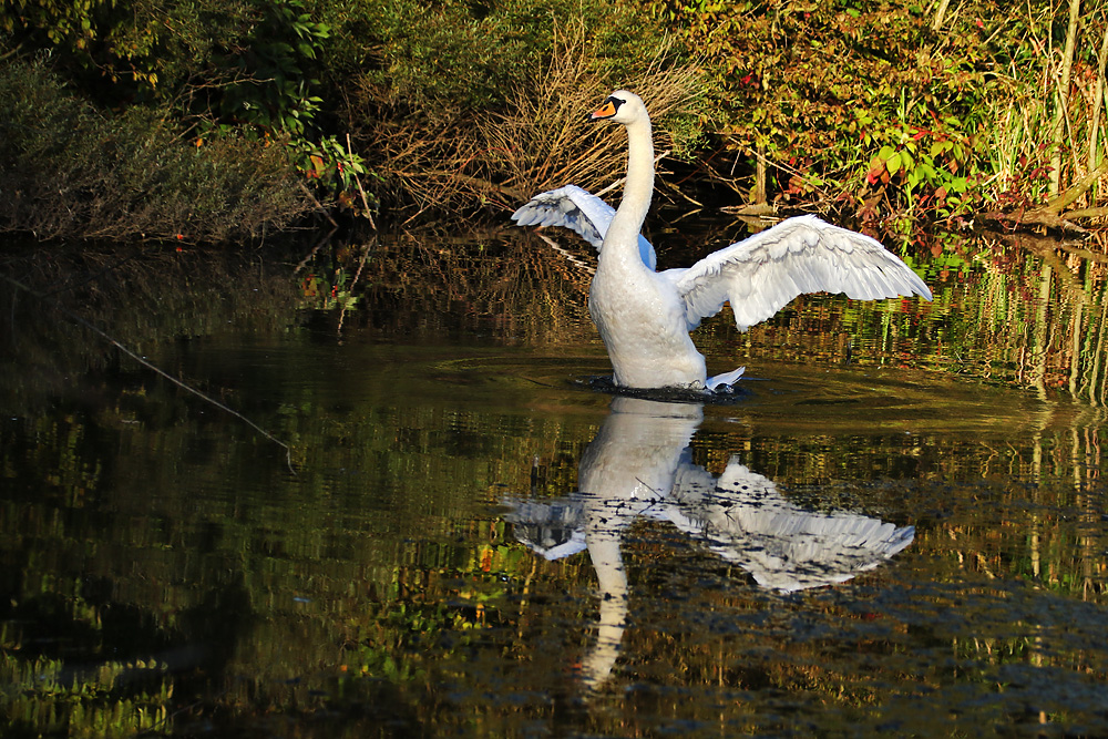 ein Abendgruß vom Höckerschwan