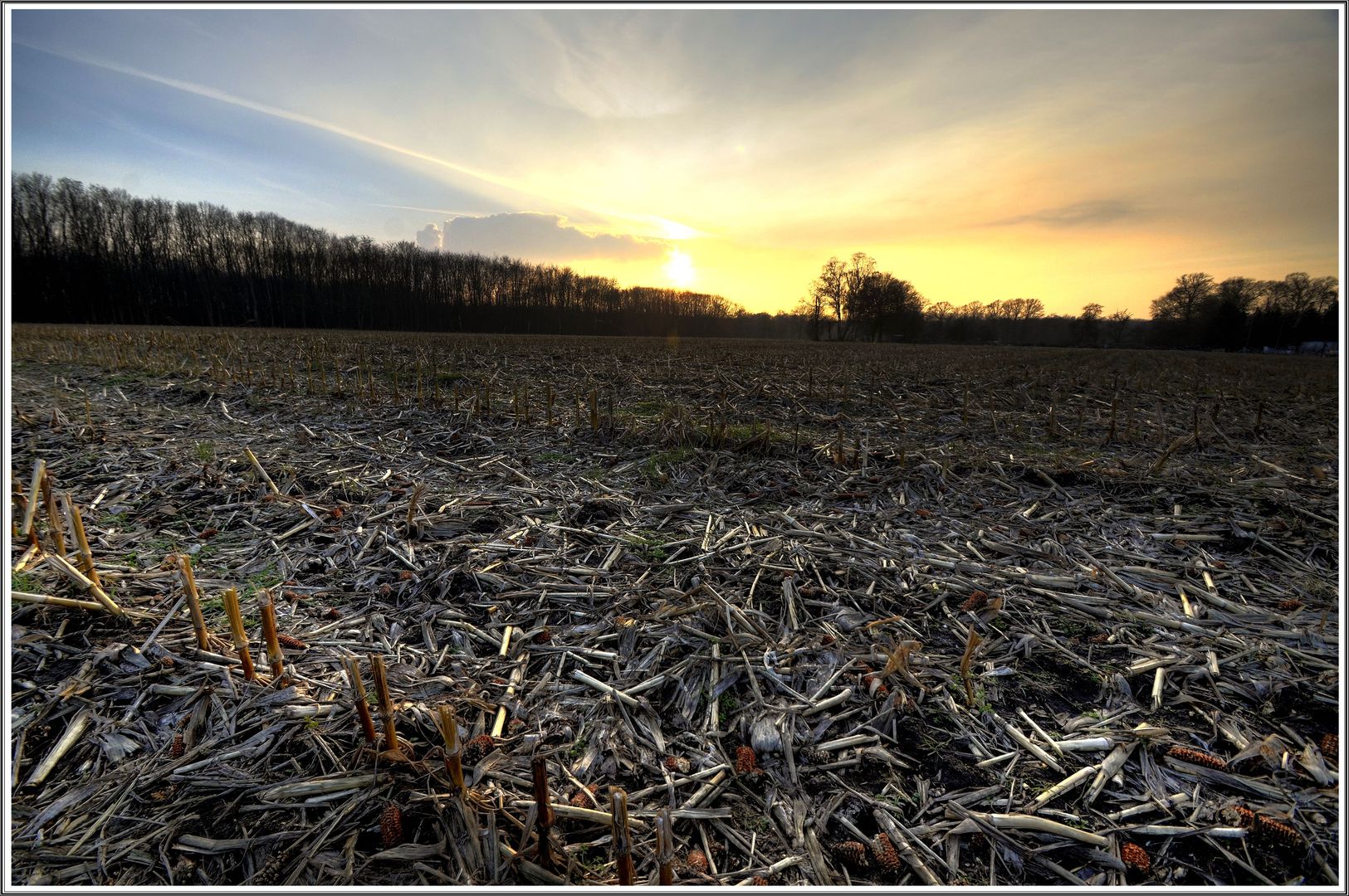 Ein abgedroschenes Maisfeld in der wintlerlichen Abendsonne