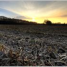 Ein abgedroschenes Maisfeld in der wintlerlichen Abendsonne