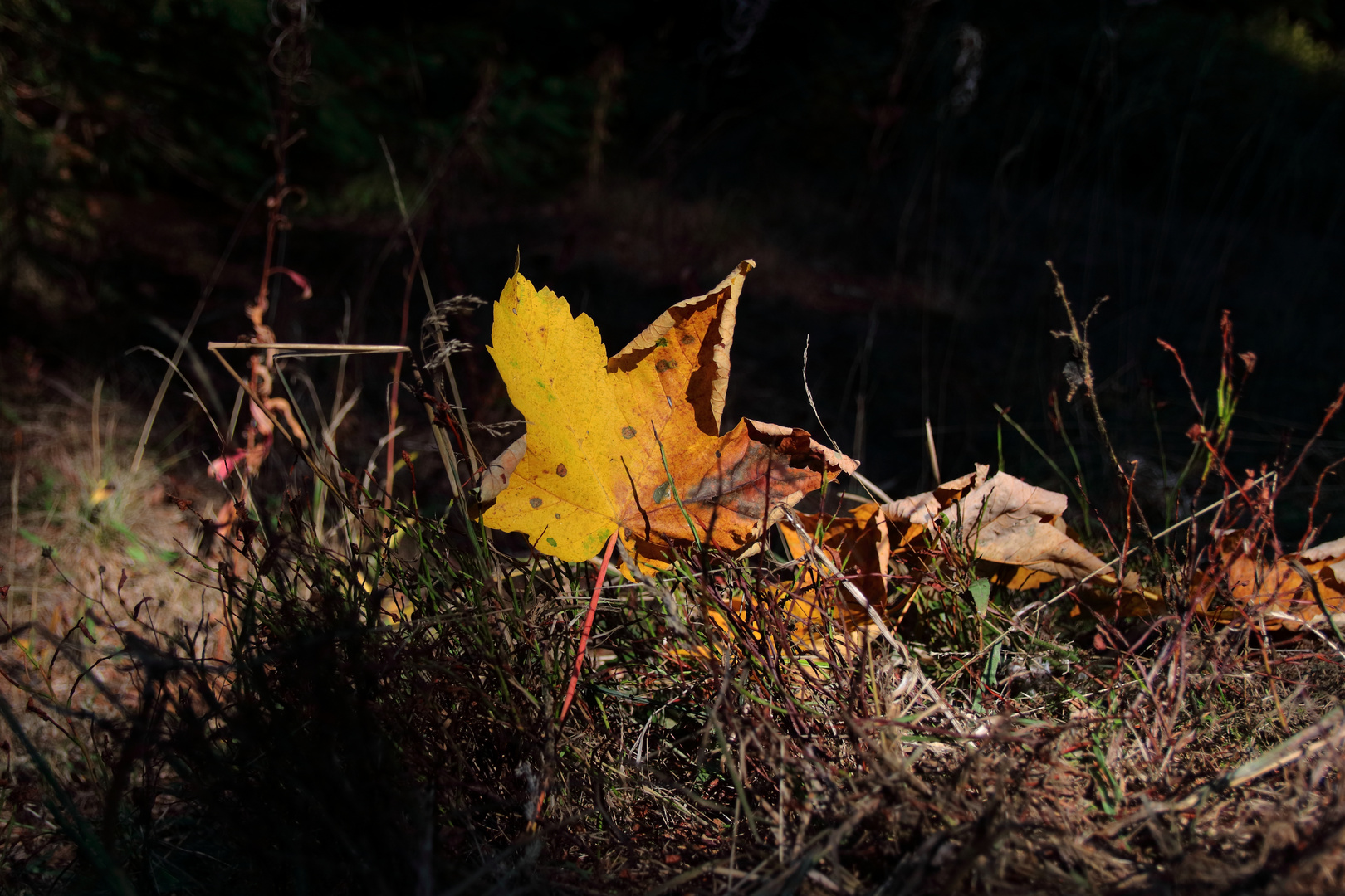 Ein abgefallenes Ahornblatt auf dem Waldboden