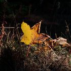 Ein abgefallenes Ahornblatt auf dem Waldboden