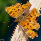 Ein abgeflogener C-Falter Polygonia-c-album Juli19