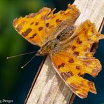 Ein abgeflogener C-Falter Polygonia-c-album Juli19