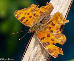 Ein abgeflogener C-Falter Polygonia-c-album Juli19