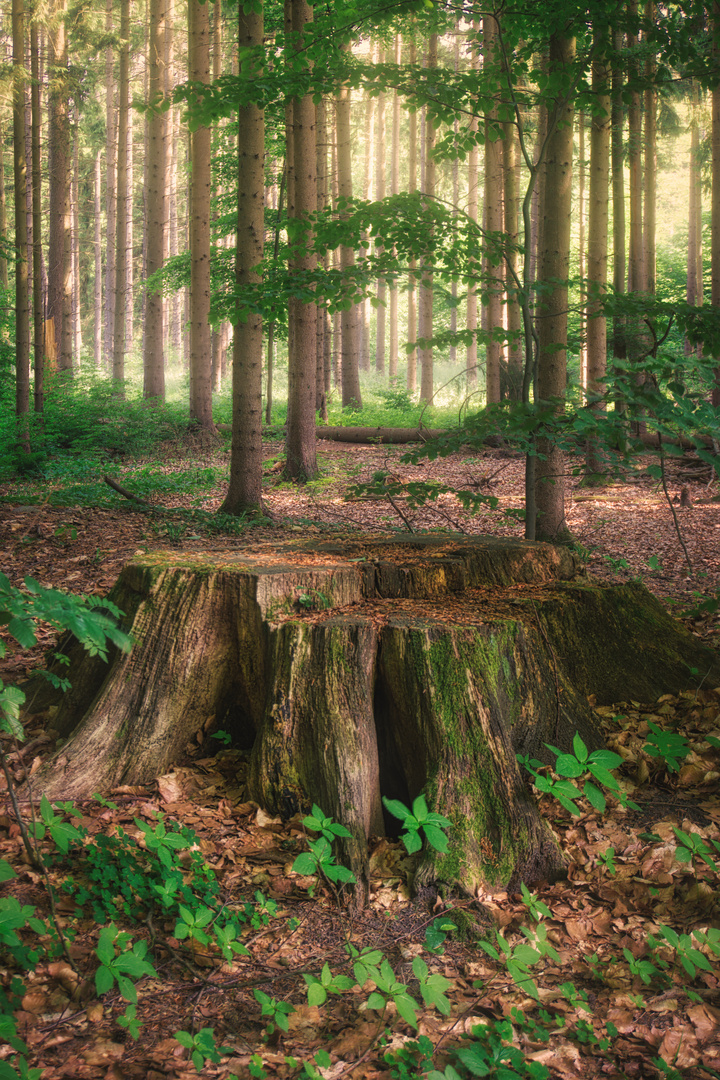 Ein abgesägter Baum...