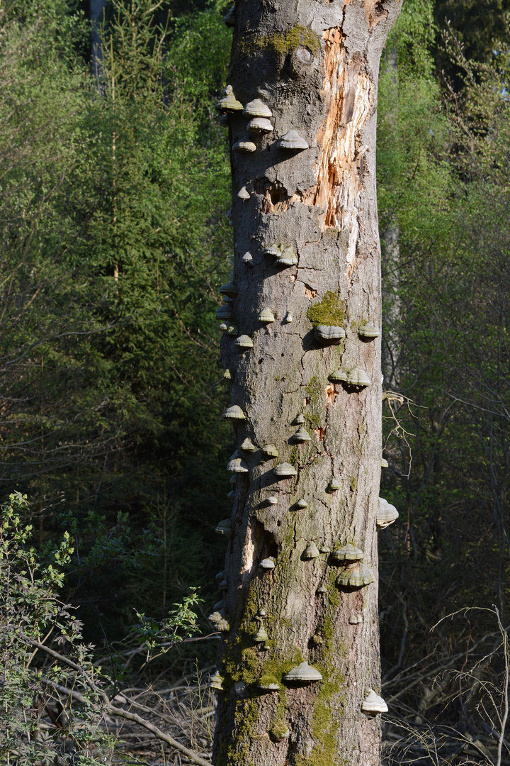 Ein abgestorbener Baum beherbergt zahlreiche Baumpilze