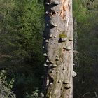 Ein abgestorbener Baum beherbergt zahlreiche Baumpilze