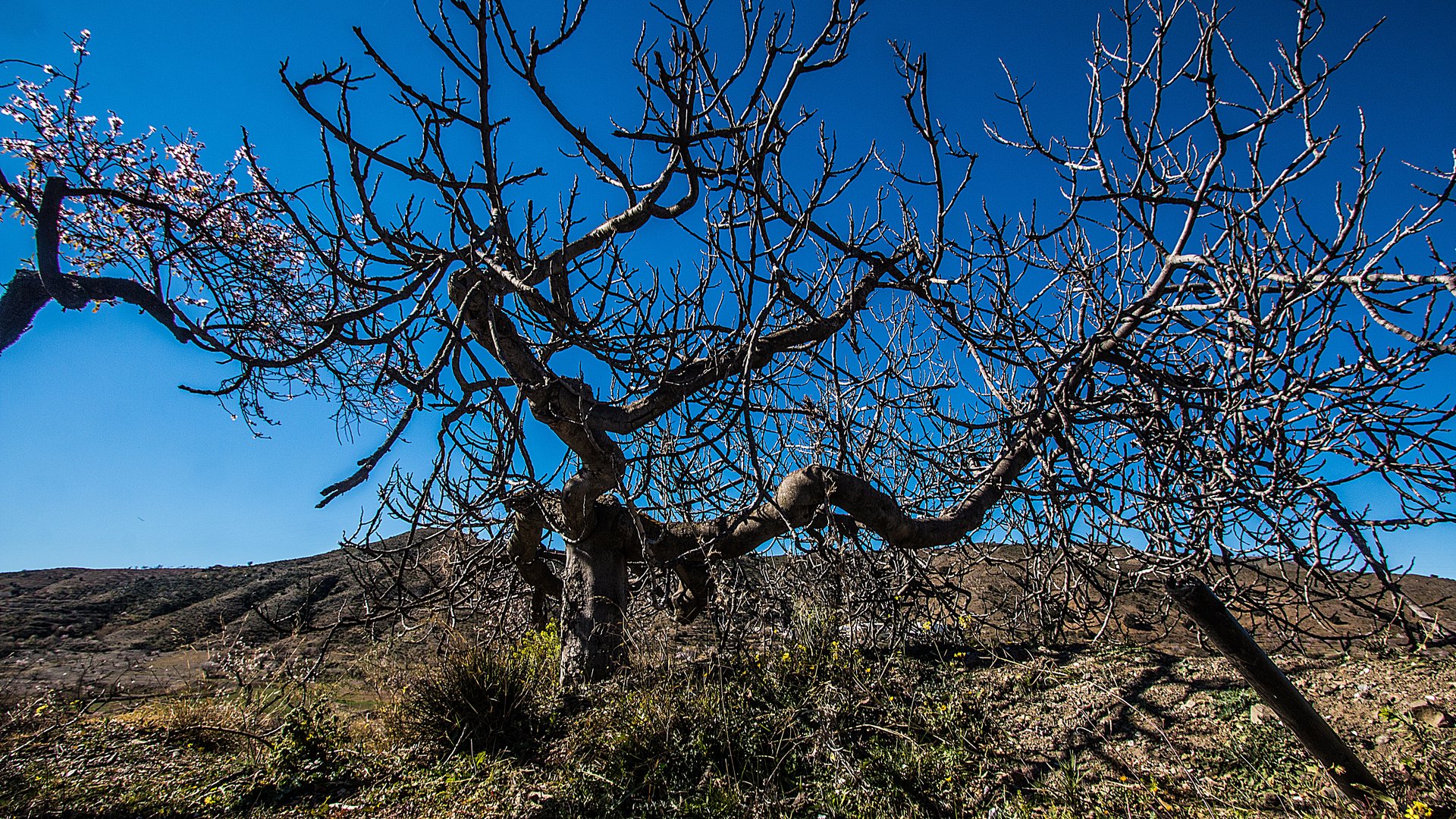 Ein abgestorbener Baum 