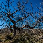 Ein abgestorbener Baum 