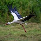 Ein abhebender Storch