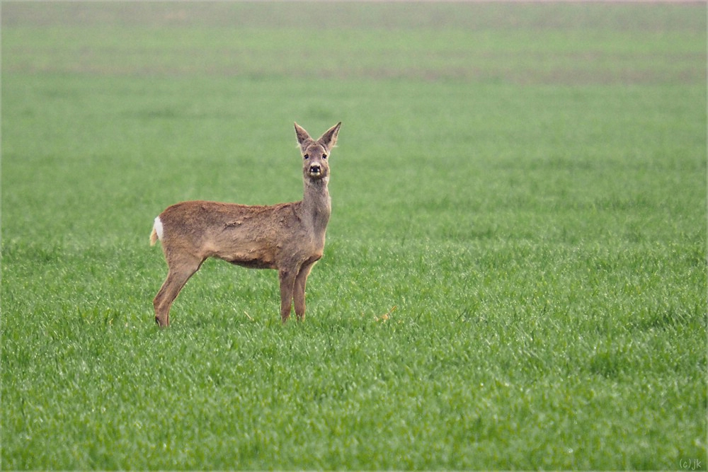 ein abwägender blick...