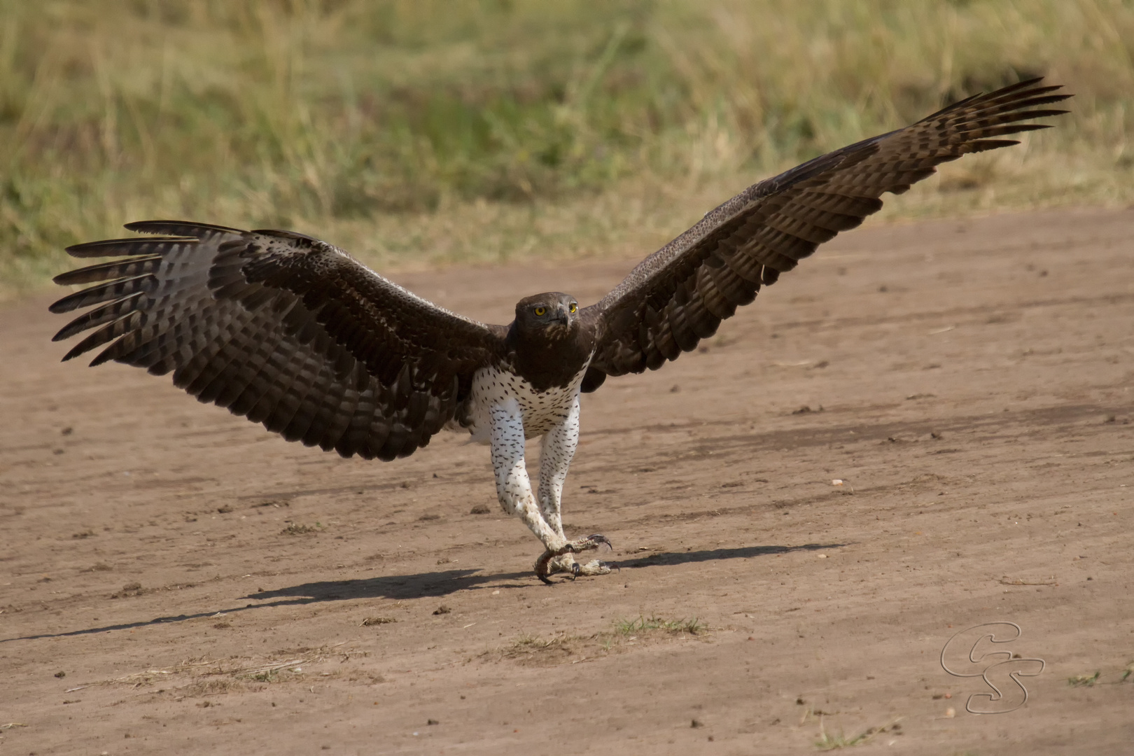 ein Adler beim Landen in Masai Mara