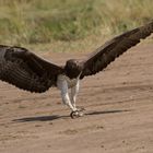 ein Adler beim Landen in Masai Mara