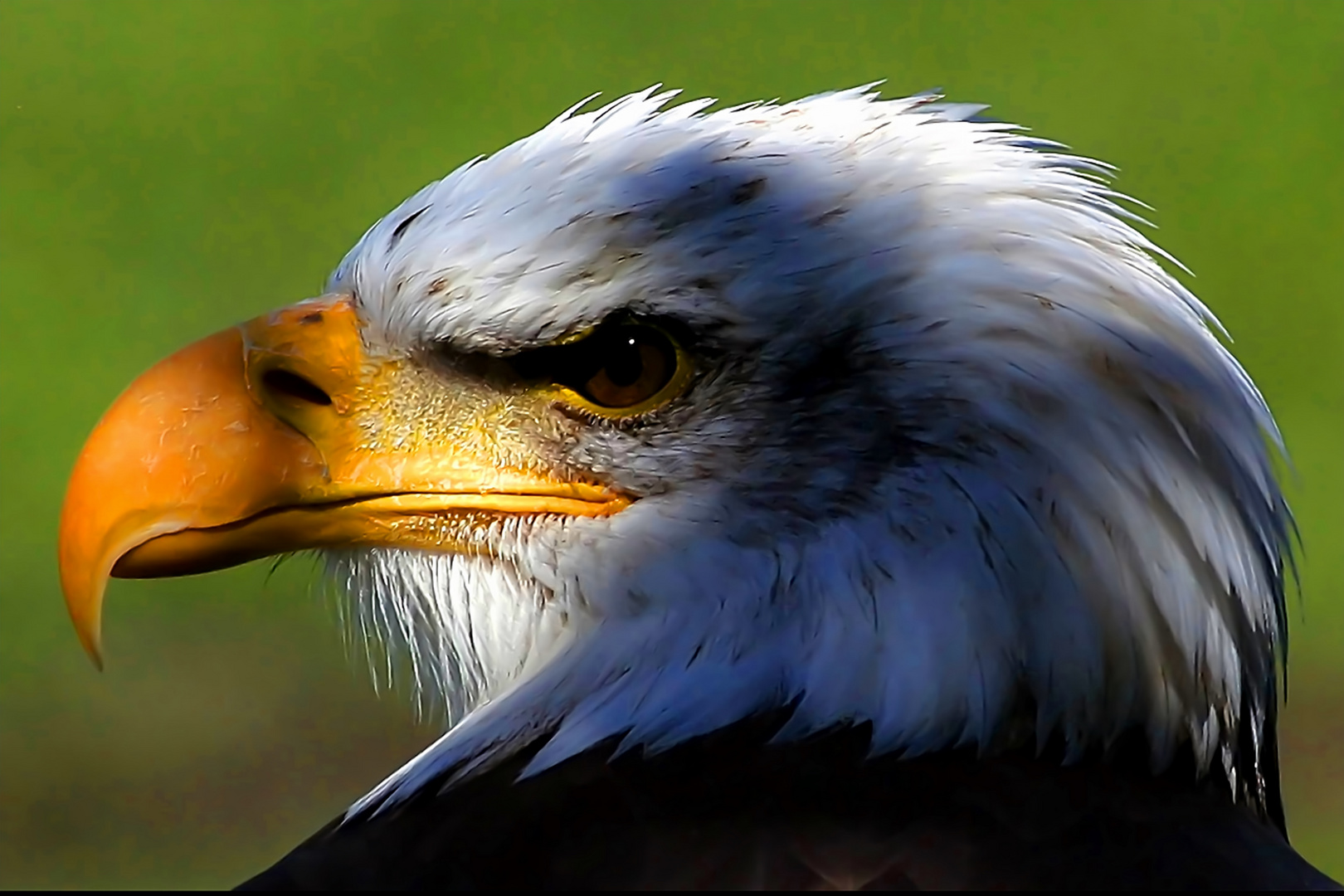 ein Adler bin ich mit weißem Kopf